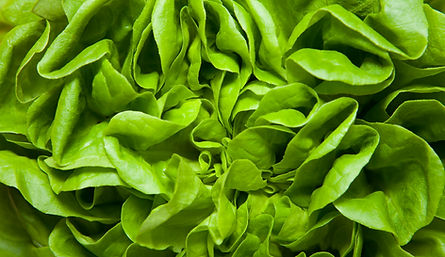 Silk lettuce